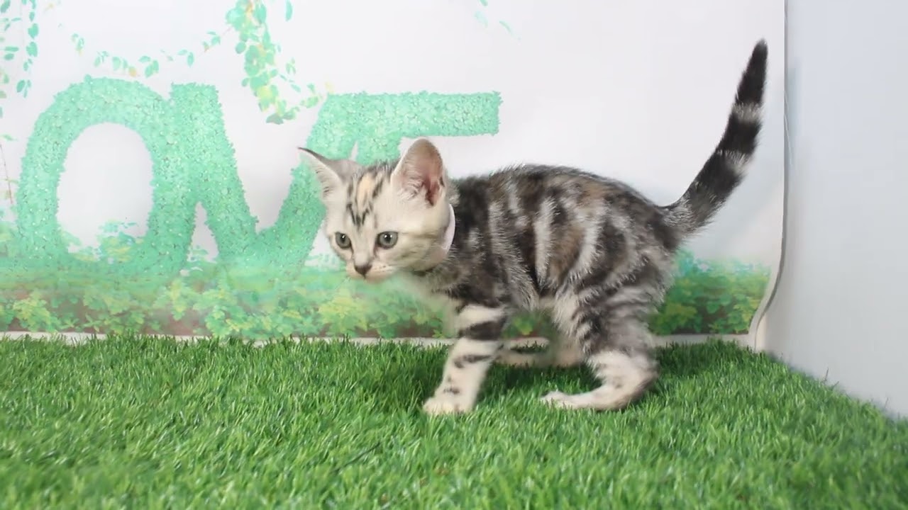 Coo&RIKU　No624462 アメリカンショートヘアー