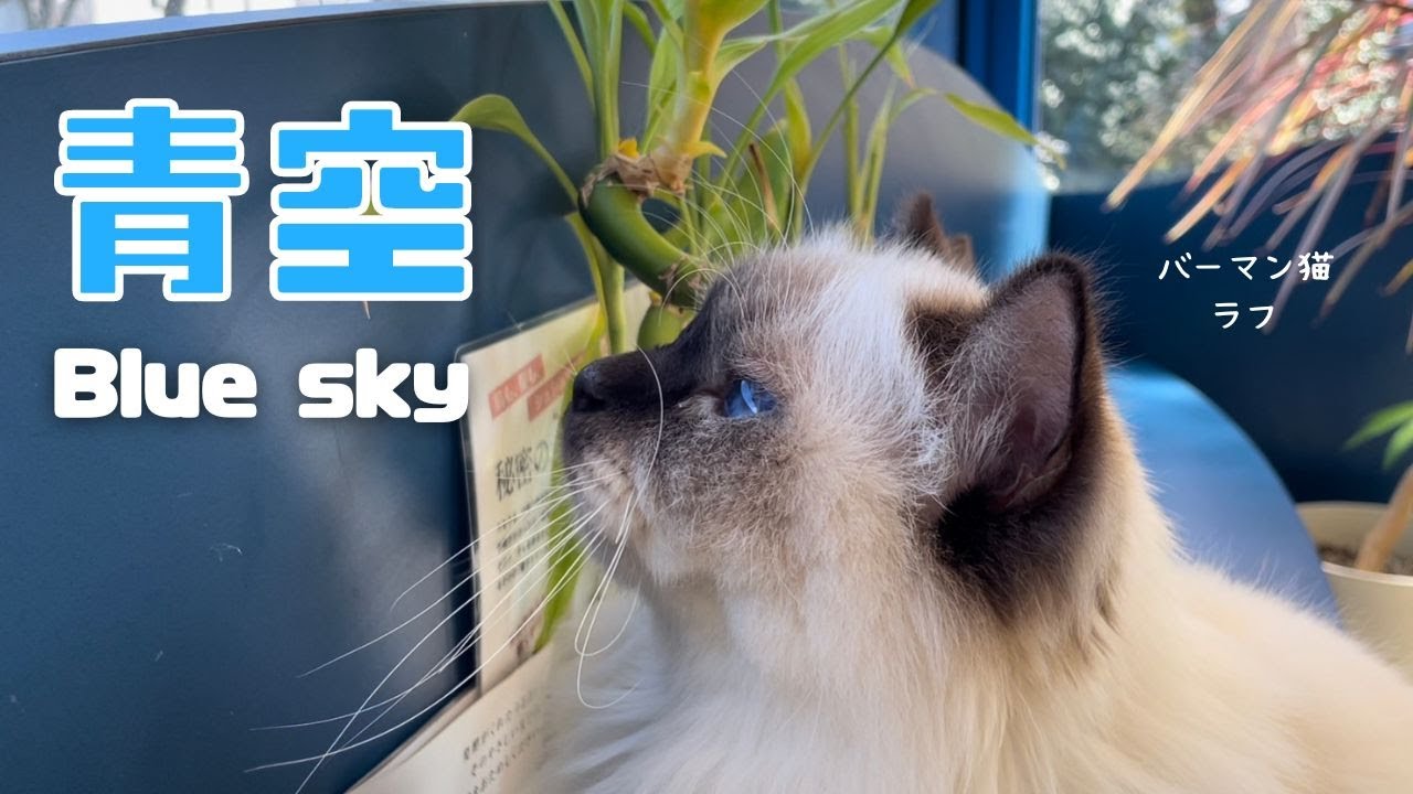 バーマン猫ラフ【青空】Blue sky（バーマン猫）Birman/Cat