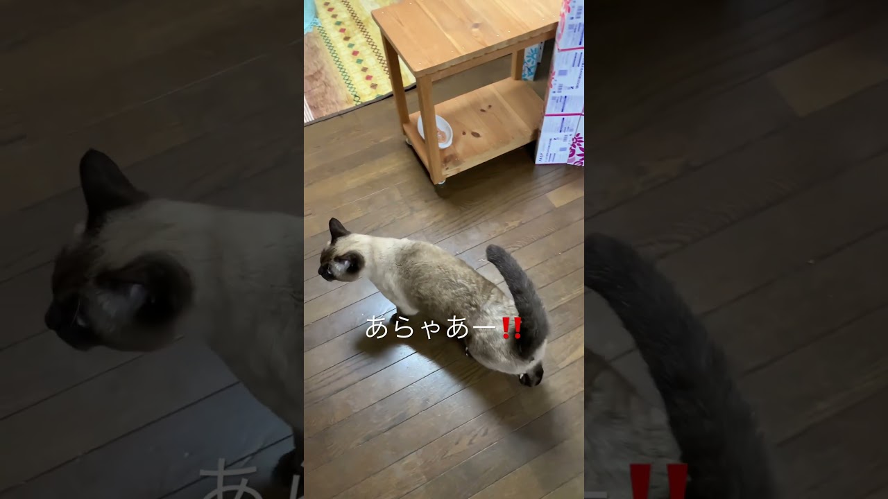 16 シャム猫　にゃーす　シニア猫12歳♂ #shorts #シャム猫