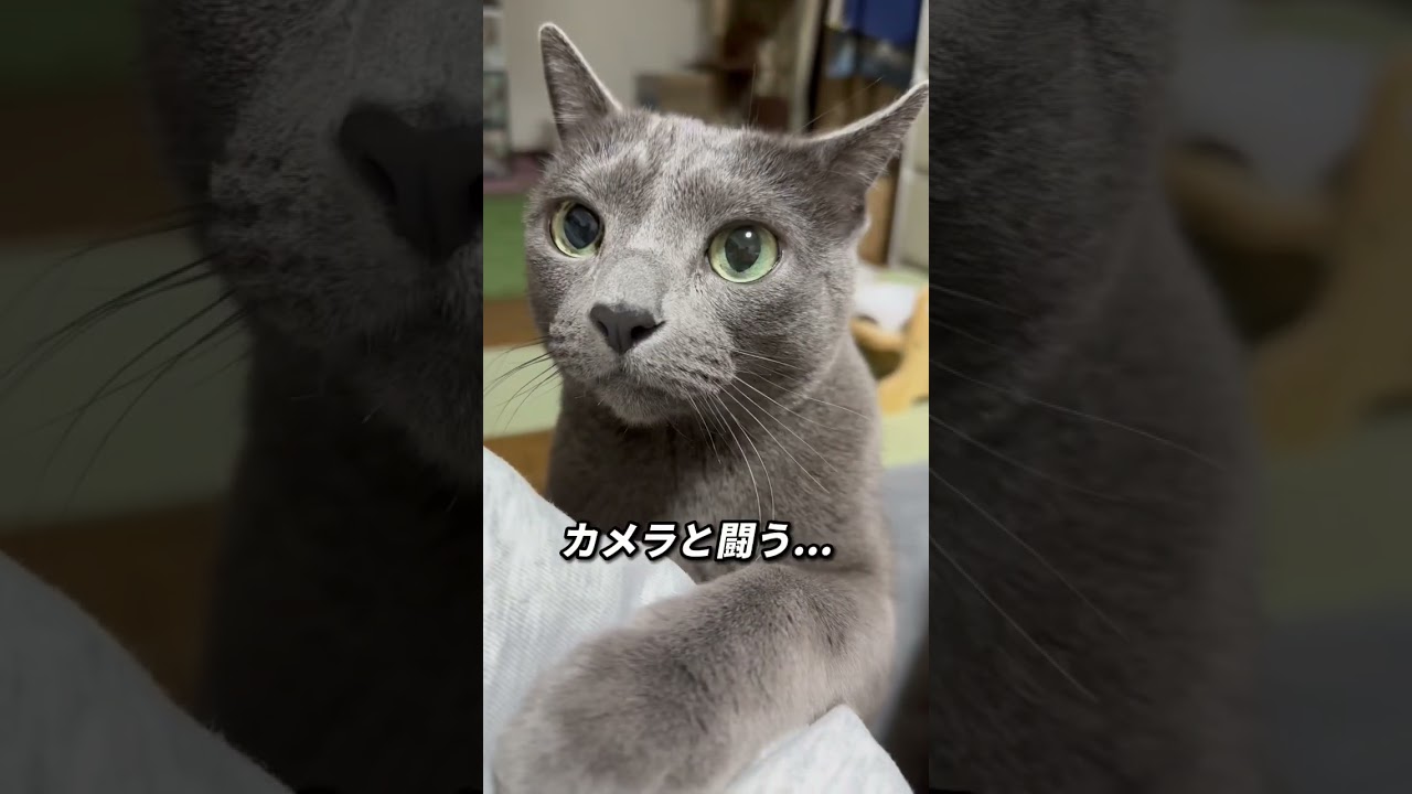 【ロシアンブルー】めろんの今朝の様子です😊元気です🍈💗【猫】#shorts