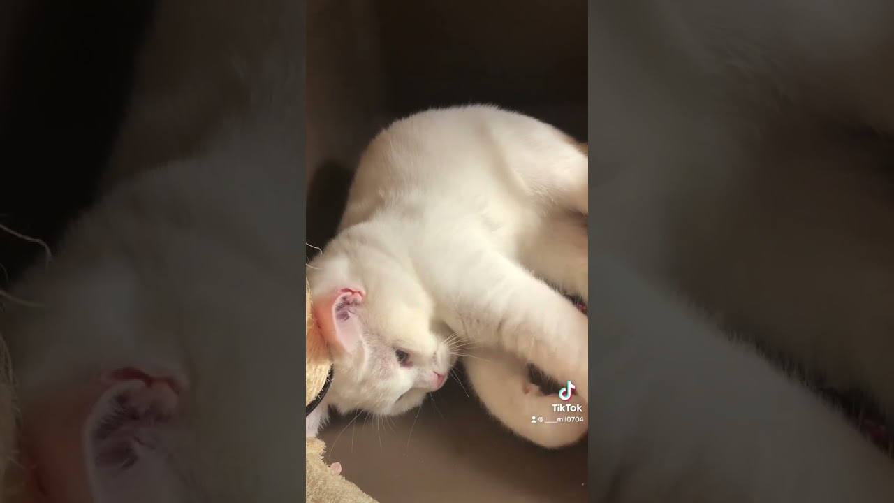 もっちもちのふわっふわな赤ちゃん #shorts #スコティッシュフォールド #白猫 #猫 #cat