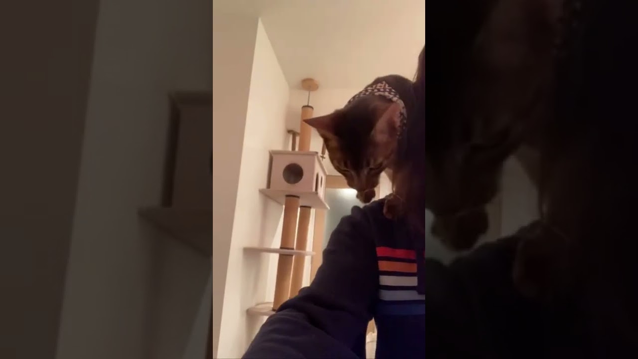 飛び猫アビシニアン、人間の肩にジャンプ。Abyssinian JUMPING CAT MOVIE