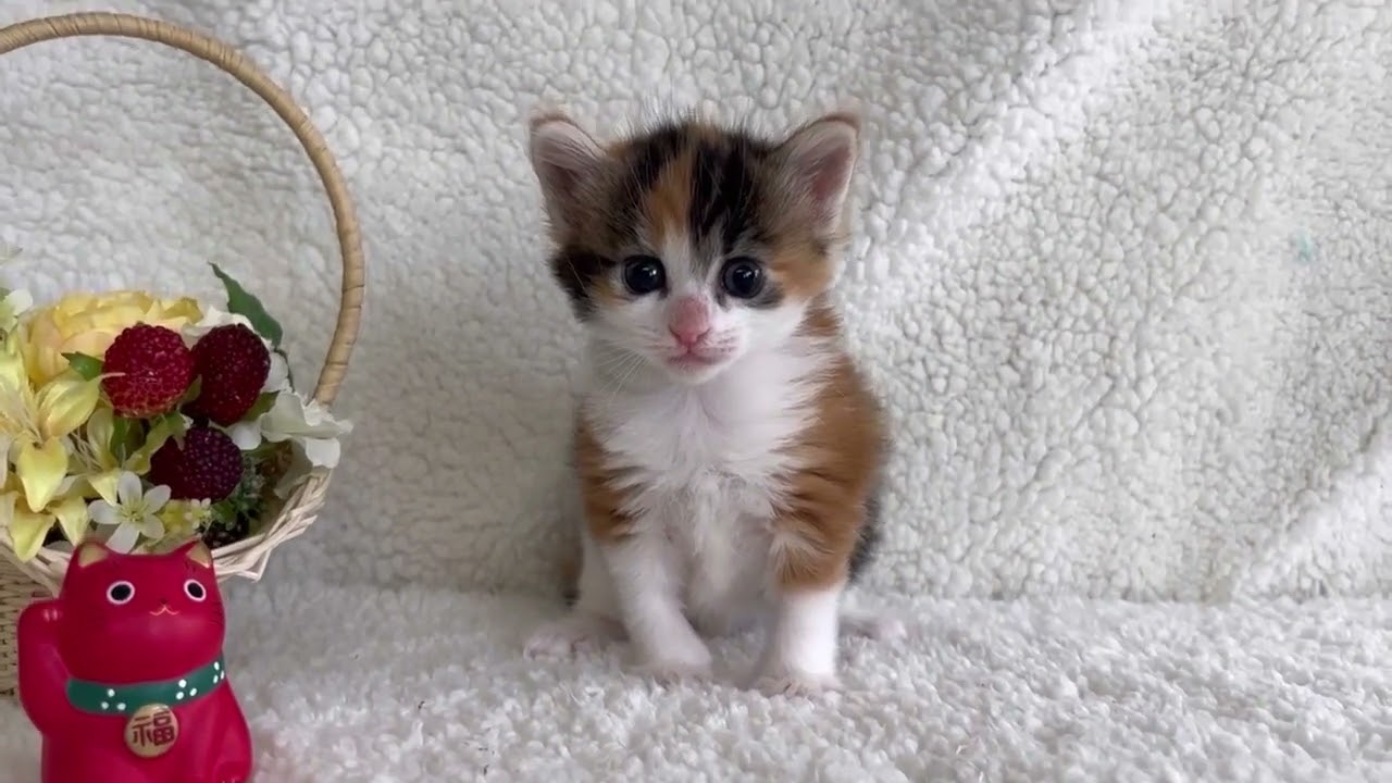 ノルウェージャンフォレストキャット キャリコの女の子♡