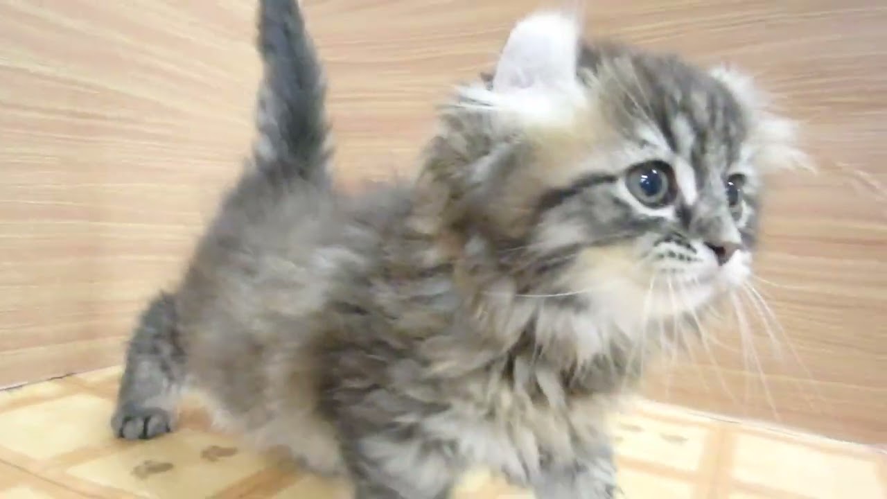 ペットショップcoo&riku No.00624203 アメリカンカール