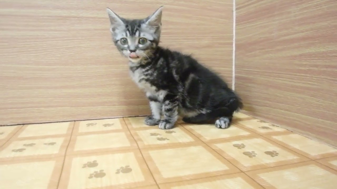 Coo&RIKU　No00622983 アメリカンショートヘアー