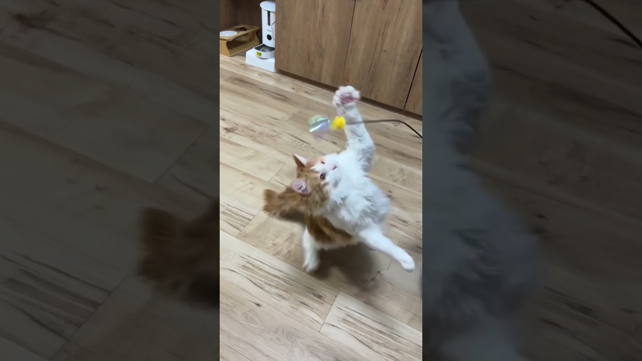 猫パンチ炸裂！！#shorts 【マリー（メインクーン）】