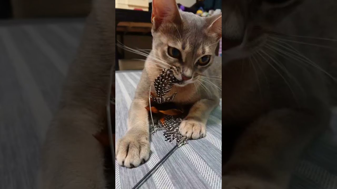 カミカミが止まらない！猫が喜ぶ猫じゃらし（ベンガル猫とアビシニアン）A cat that bites a cat's prank #shorts