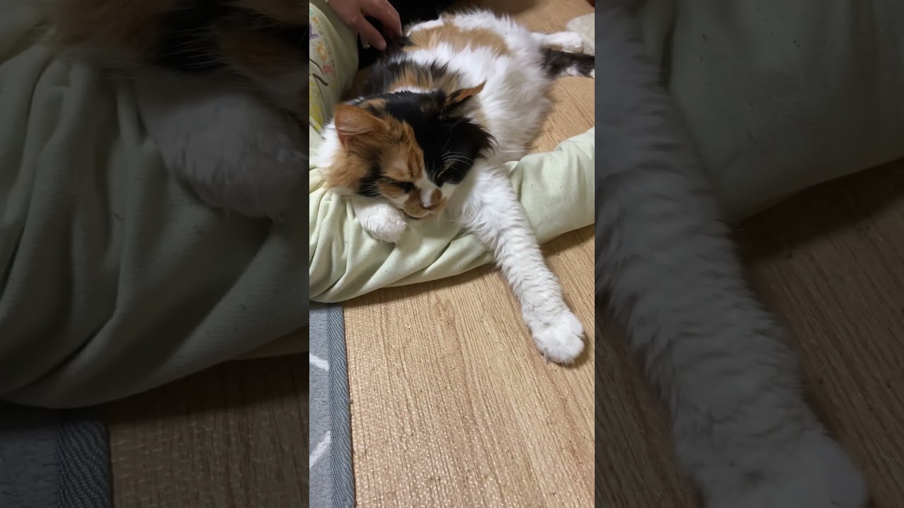 父ちゃんとリビングで寝るのが好きなパンク😽💕【メインクーン】