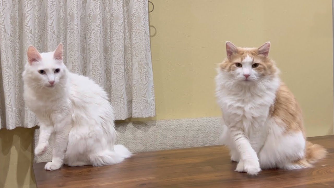 【共鳴w】もふ猫たちの可愛いシンクロを集めました♪ターキッシュアンゴラとノルウェージャンフォレストキャット❤︎