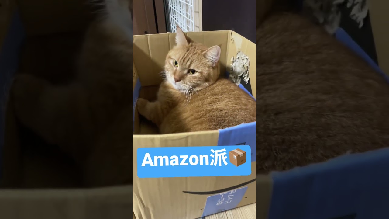 段ボールの好みがある短足マンチカンとスコティッシュフォールド#shorts #cats #猫 #短足マンチカン #スコティッシュフォールド #仲良し猫 #ダンボール