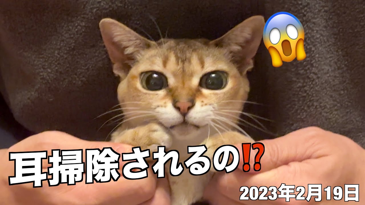 遠吠えが止まない⁉️耳掃除。シンガプーラ「もも」：2023.02.19　#シンガプーラ
