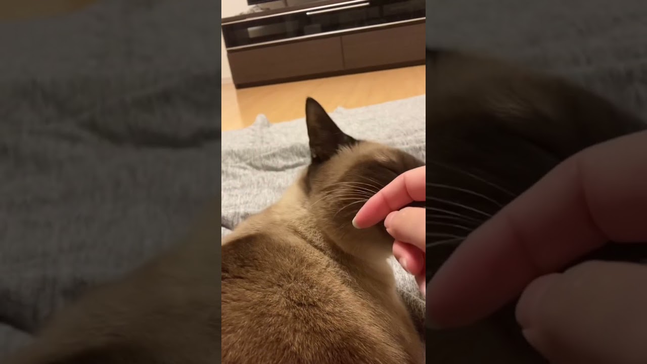 シャム猫の後頭部