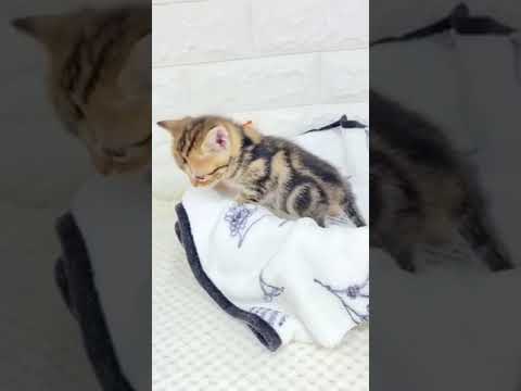 アメリカンショートヘア ブラウンタビー（短毛）の女の子♡