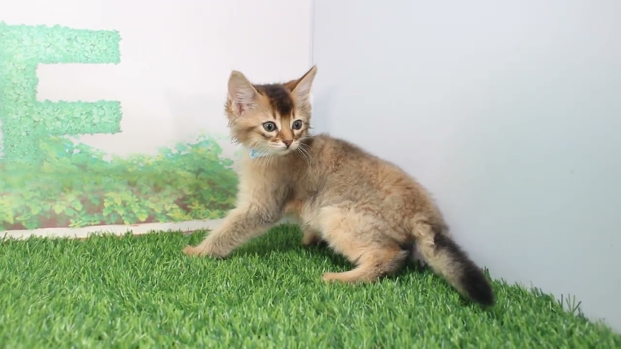 Coo&RIKU　No624242 ソマリ