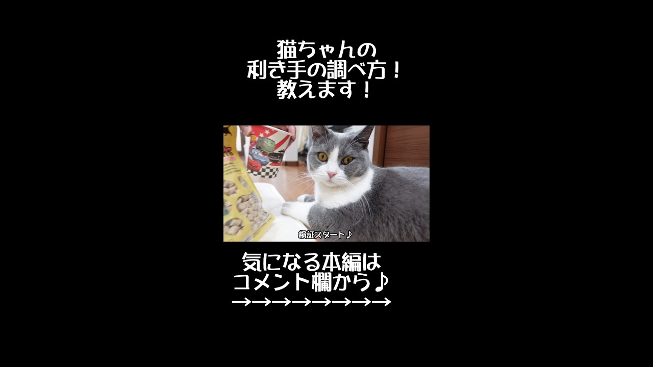 ブリティッシュショートヘア猫のざぶ君の利き手を調べた動画です＾＾【性別で違いが？】#Shorts
