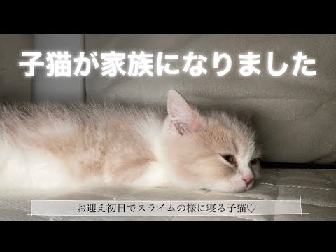 子猫お迎え初日！子猫がお家にやってきた！【スコティッシュフォールド】