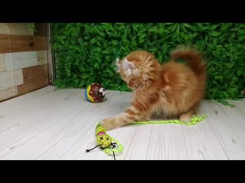 Coo&RIKU　No614852　アメリカンカール