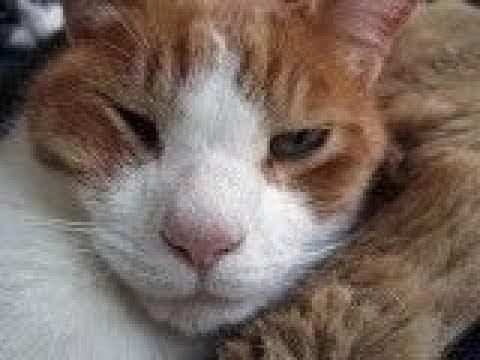 なんかおしいｗブサイクすぎる猫ちゃんがじわじわ面白いｗ～Ugly too cat is interesting.