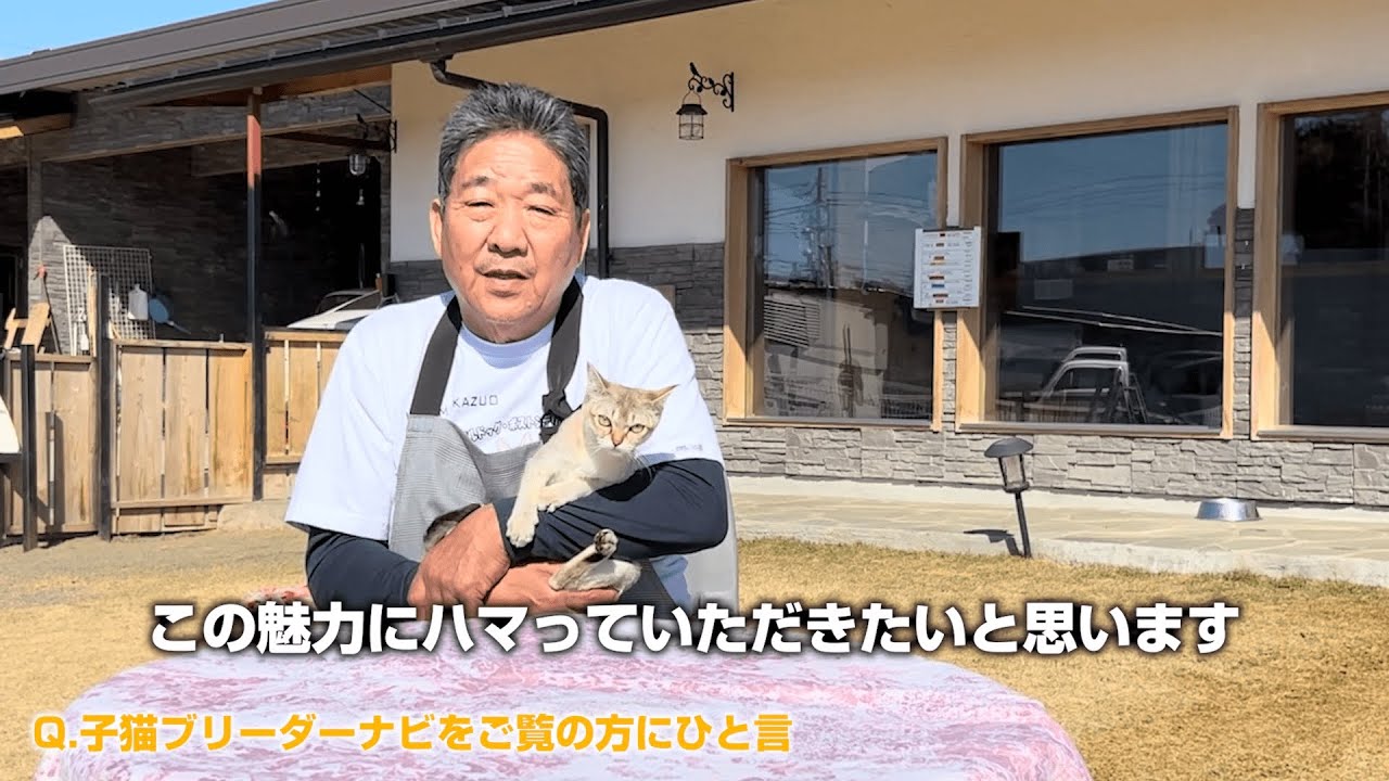 小さな妖精シンガプーラに会える！本間一夫ブリーダーの猫舎を訪問