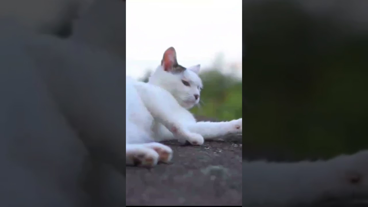 あたちの好きな裏山でのんびりニャン！麗しのジャパニーズボブテイル