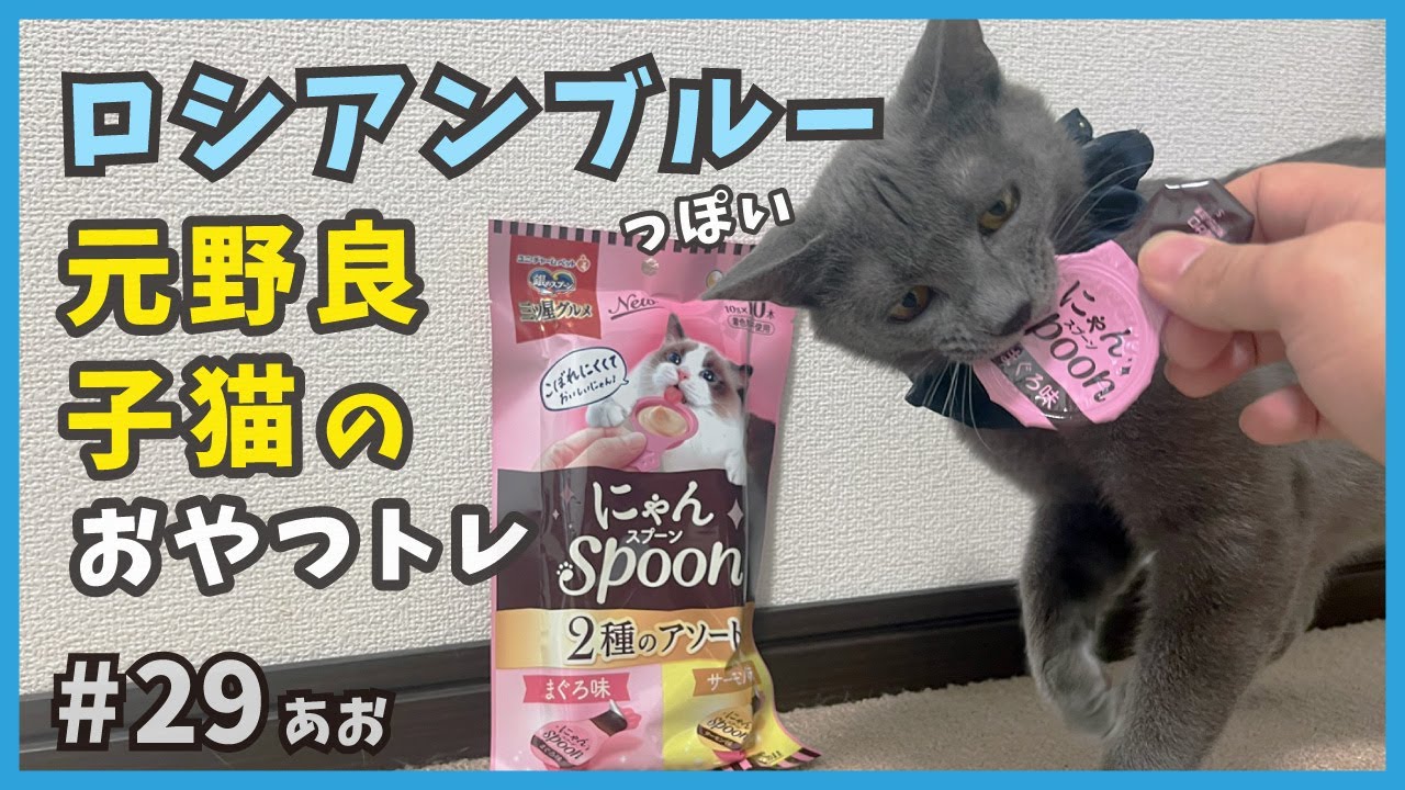 29 保護したロシアンブルーっぽい元野良猫が、新しいオヤツをガブ食い！【あお・迷い子猫はプチ怪獣】