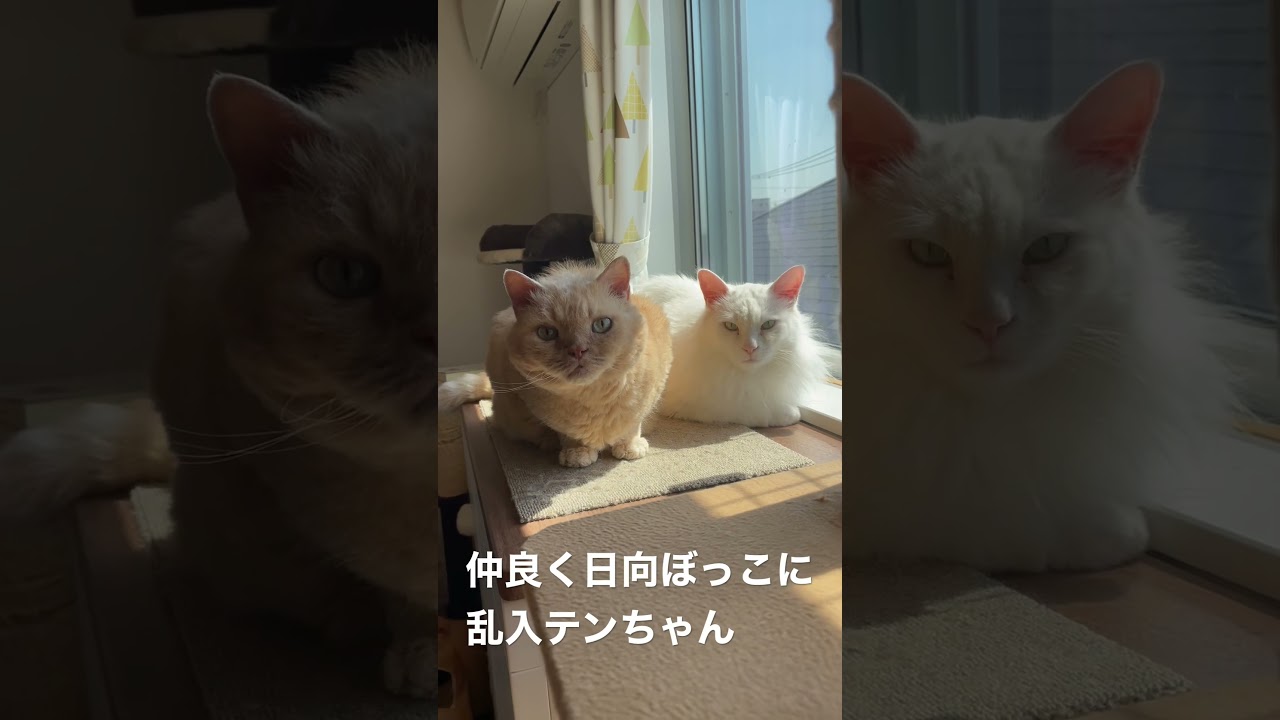 セルカークレックスのはっちゃん、ミックスのマロさん、ラグドールのテンちゃん