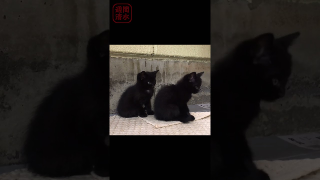 黒猫の子猫 兄弟。#shorts Cute kittens. 保護猫 かわいい あくび