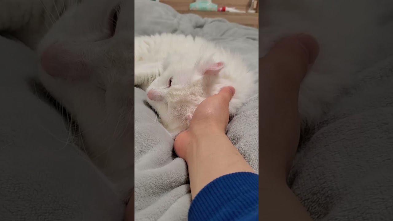首を触られてとろける猫 #shorts #アメリカンカール #猫動画
