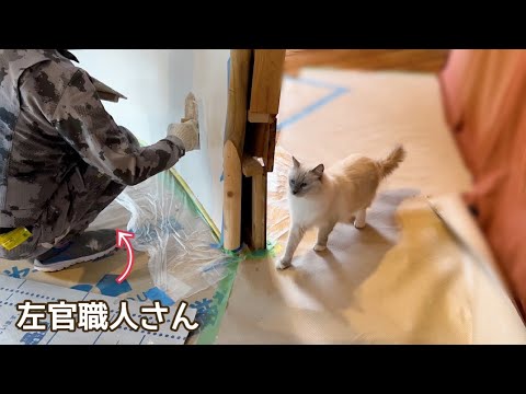 お仕事中の左官職人さんを絶妙な距離感で見守る猫【保護猫ラグドール】