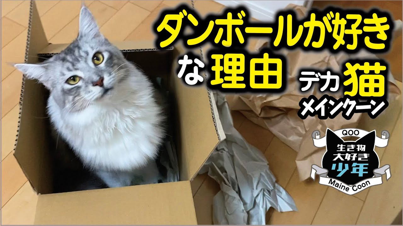 【メインクーン／大型猫】段ボールが好きな理由