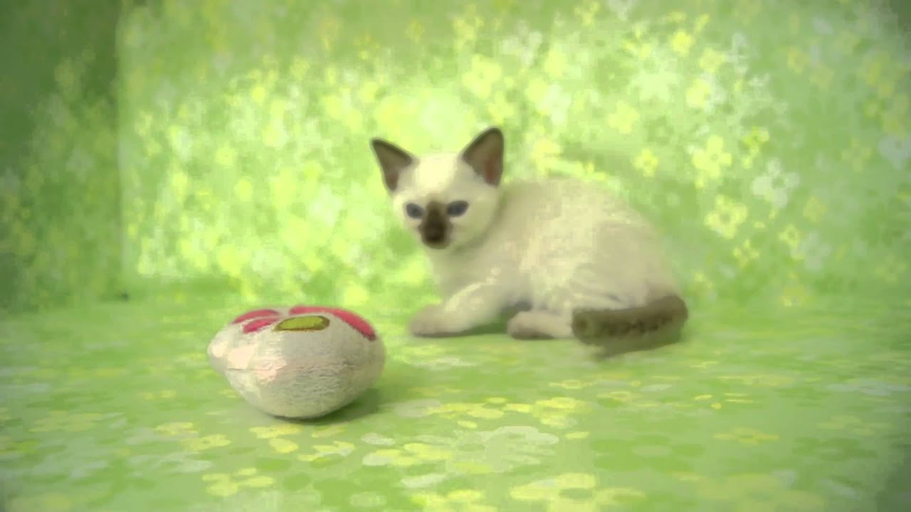 【きくちペット】 仔犬仔猫№10747　トンキニーズ