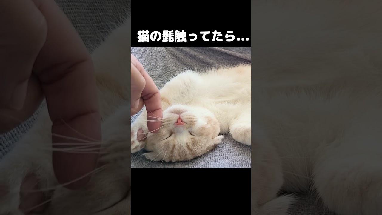 猫のお鬚を触ってたら...笑#猫 #shorts