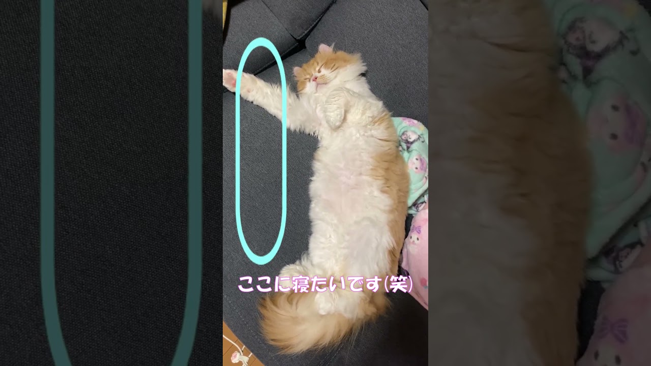 添い寝がしたい(笑) #shorts  #猫 #アメリカンカール #cat