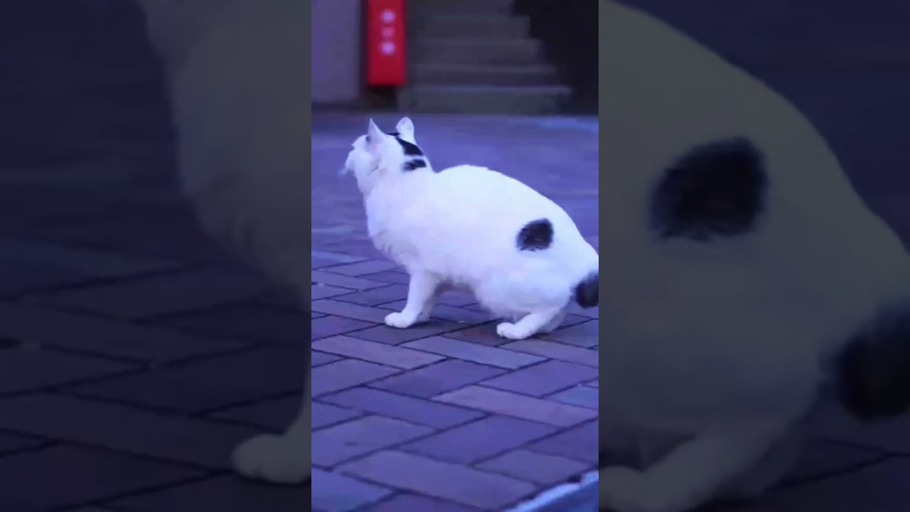 小鳥を見つけたニャン♪ ゆきちゃんもかわいいよ！麗しのジャパニーズボブテイル