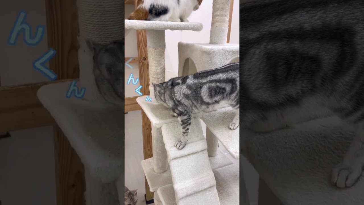 オチがかわいい#アメリカンショートヘア #猫 #猫好きさんと繋がりたい #猫動画 #ねこ動画 #癒され猫動画 #くんくん #かわいい #かわいい猫 #猫は世界を救う #ペットモデル大募集