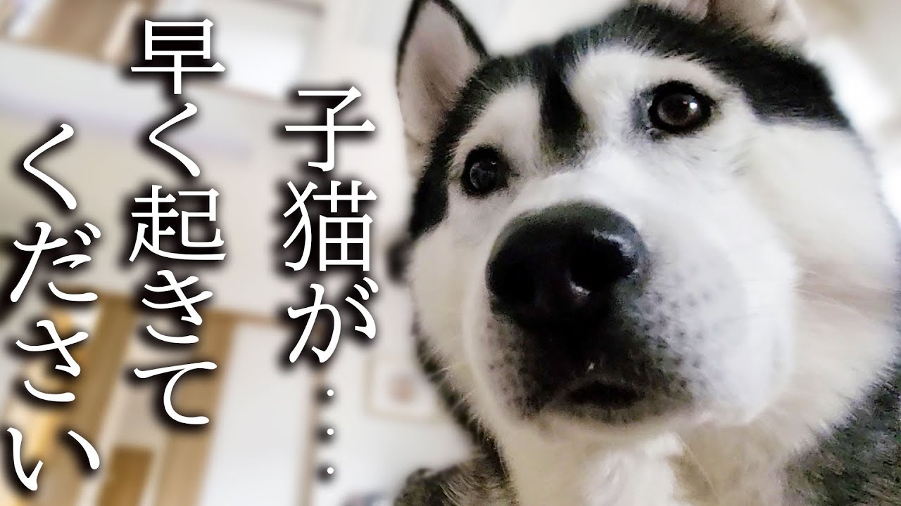 緊急です早朝に騒がしく何かを訴える犬に子猫が...