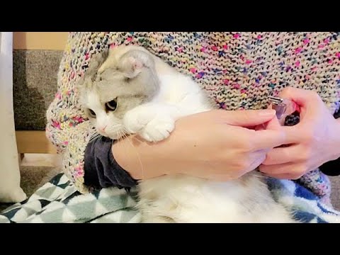 爪切りが嫌いな猫がこちらｗ【スコティッシュフォールド】