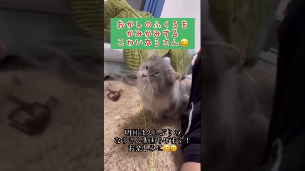 猫ラガマフィンの本気噛み😼#cat #ラガマフィン#かみかみ#shorts