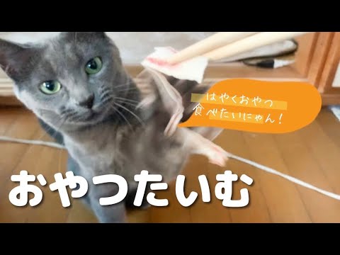 【猫】三度おやつを頬張る灰色猫