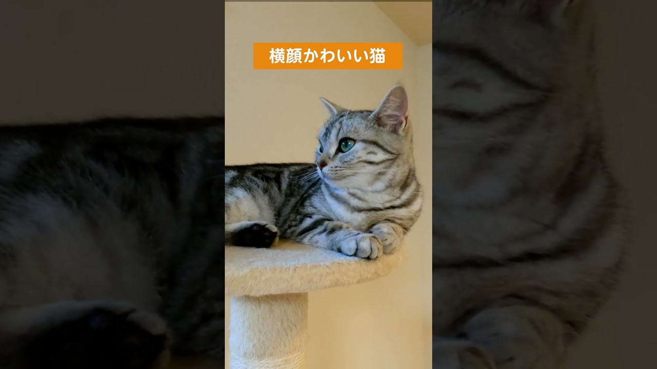 横顔がかわいい猫【アメリカンショートヘアー】 #shorts #猫 #アメショ