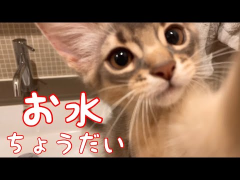 喉カラカラなのに水道出ないや❣️【ソマリ】