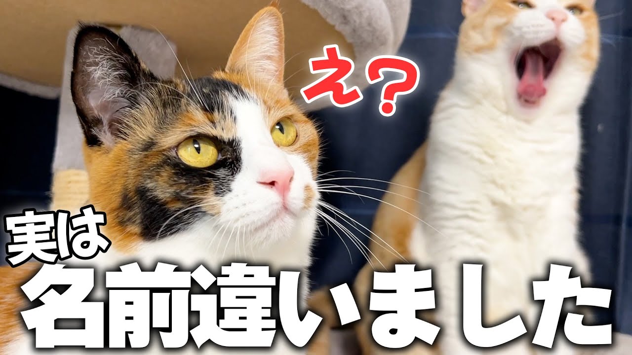 猫の名前に関して衝撃の真実が判明しました。
