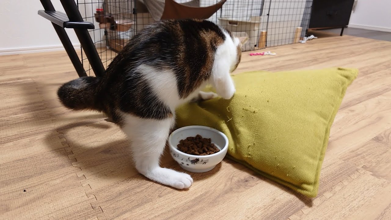 例のごはん隠し子猫が新技を覚えました笑　Kittens want to hide