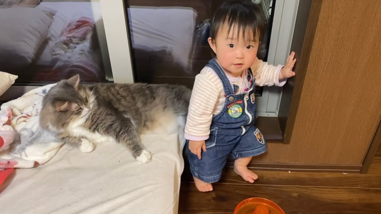 お気に入り場所が赤ちゃんと一緒の猫　ノルウェージャンフォレストキャットCats like the same places as babies. Norwegian Forest Cat.