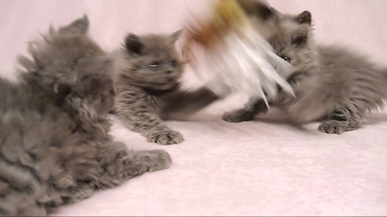 セルカークレックスの子猫たち　Selkirk Rex Kittens