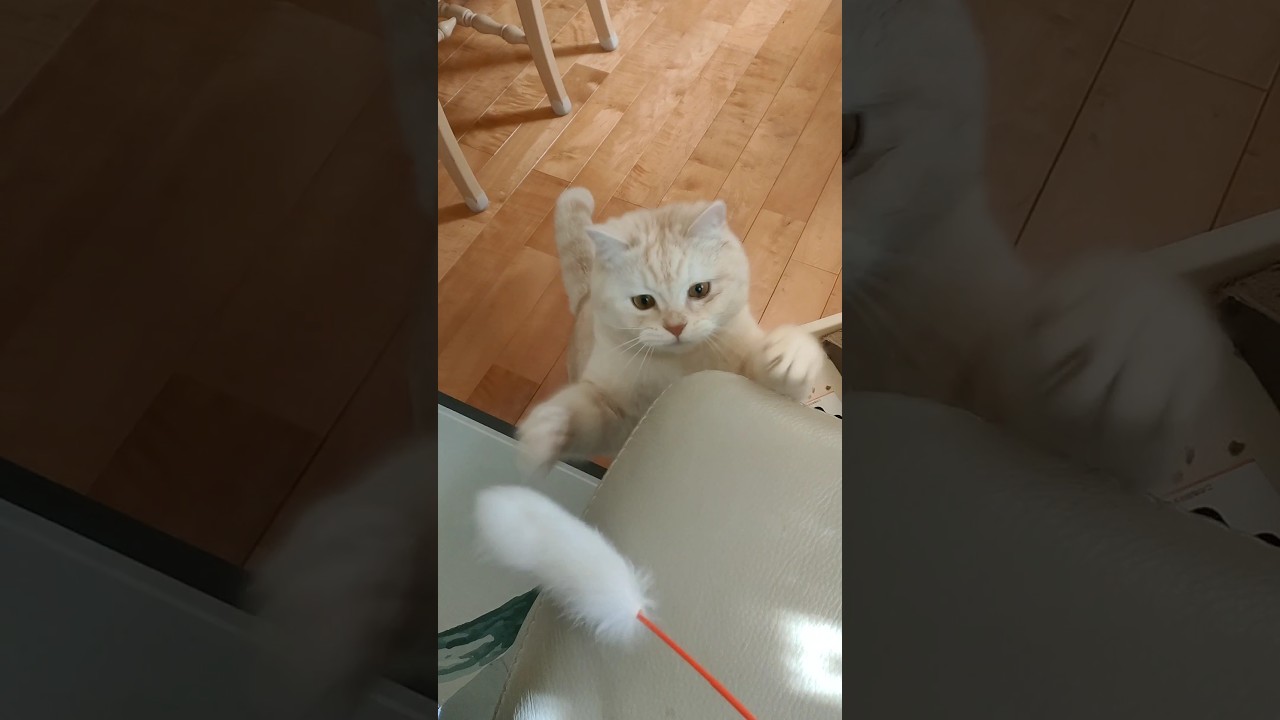 猫らしい仕草 猫じゃらしで遊ぶ猫【猫動画】スコティッシュフォールド #スコ猫はるる君 #shorts #猫 #スコティッシュフォールド