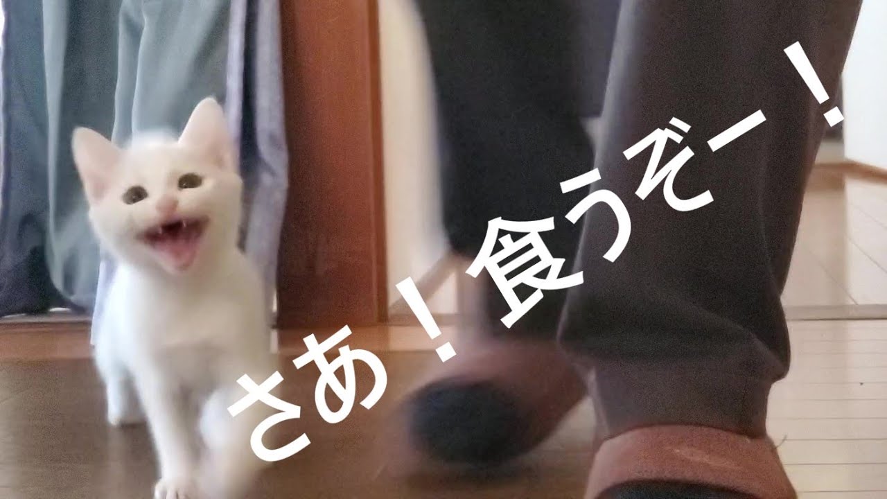 ご飯にすべてをかける子猫【2022.11.05(3)】