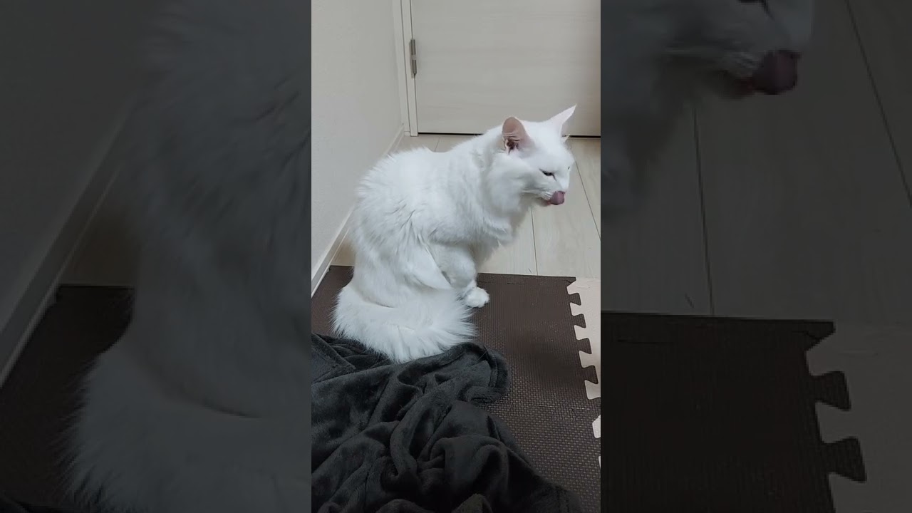 ちゅ～るの幸せな与えかた #猫 #shorts