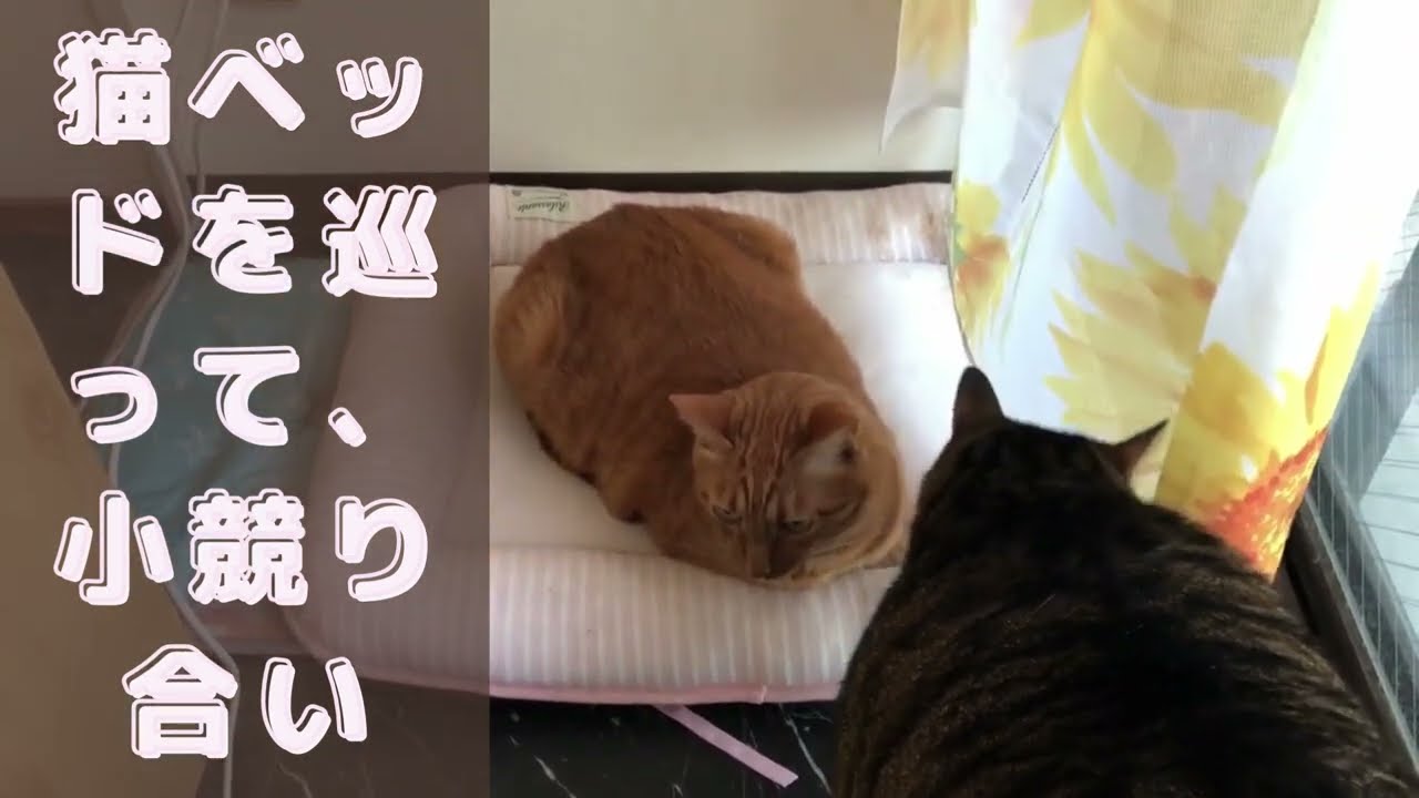 「僕も入らせて。」「嫌だよ。」【日本猫のにゃらんとギンジ】