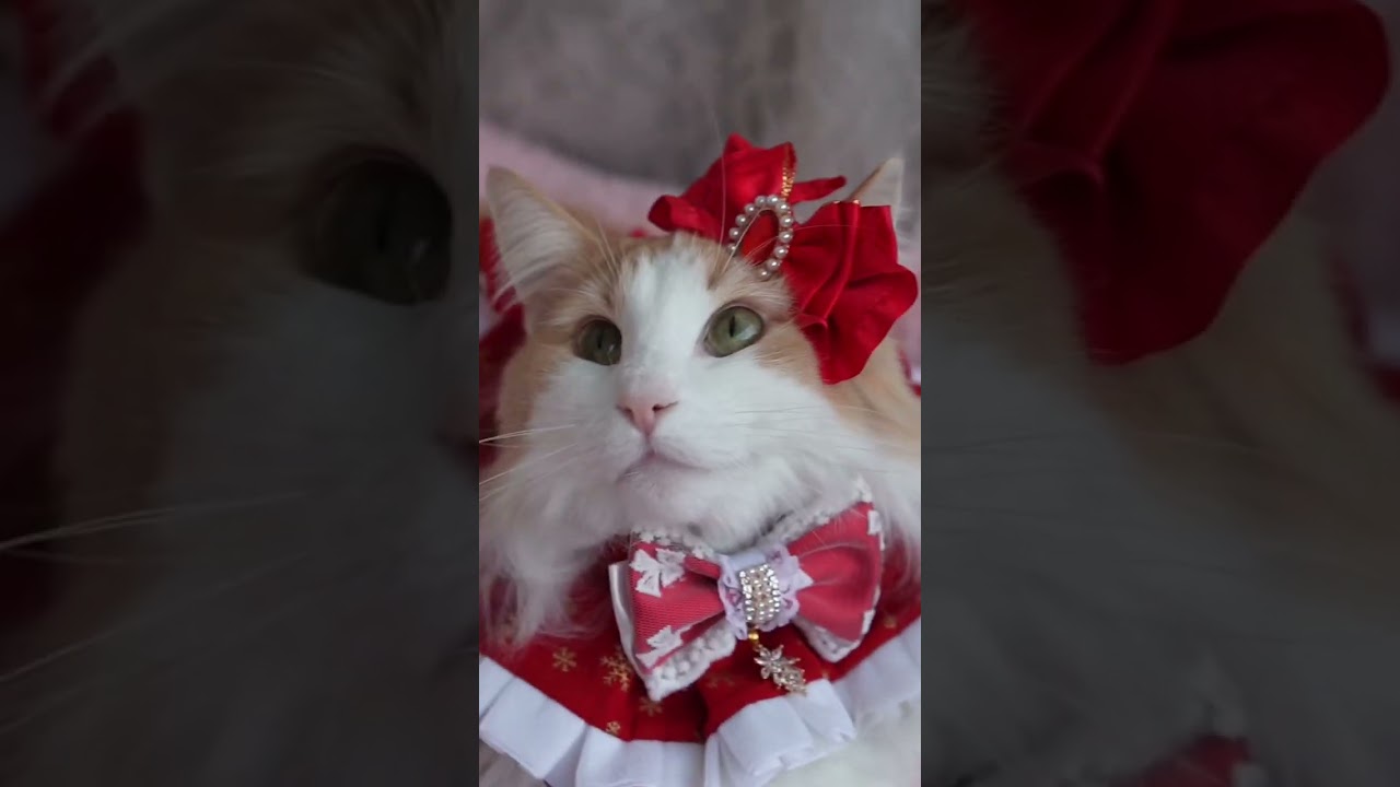 外が気になる ノルウェージャンフォレストキャット #shorts